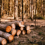 Kasus Hukum Terkait Pembalakan Hutan Ilegal